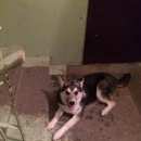 Подробнее об объявлении «Найдена собака кобель кабель, кожаный коричневый ошейник. Нижний Новгород» Фото: найдена собака  «Найдена собака кобель кабель, кожаный...» в г. Нижний Новгород