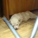 Подробнее об объявлении «Новокуйбышевск Найдена собака кобель отдам в добрые руки» Фото: найдена собака  «Новокуйбышевск Найдена собака кобель отдам в...» в г. Новокуйбышевск