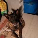 Подробнее об объявлении «Петродворец Найдена собака» Фото: найдена собака  «Петродворец Найдена собака» в г. Петродворец