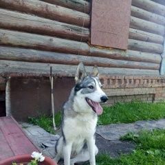 Подробнее об объявлении «Коломна Найдена собака» Фото: найдена собака Западно-сибирская лайка «Коломна Найдена собака» в г. Коломна