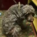 Подробнее об объявлении «Найдена собака пудель коричневый девочка Нижний Новгород» Фото: найдена собака Пудель «Найдена собака пудель коричневый девочка Нижний...» в г. Нижний Новгород