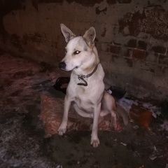 Подробнее об объявлении «Нижний Новгород Найдена собака пропадает собака» Фото: найдена собака  «Нижний Новгород Найдена собака пропадает собака» в г. Нижний Новгород