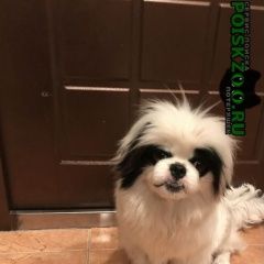 Подробнее об объявлении «Геленджик Найдена собака» Фото: найдена собака Пекинес «Геленджик Найдена собака» в г. Геленджик