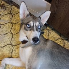 Подробнее об объявлении «Найдена собака метис хаски и лайки Москва» Фото: найдена собака  «Найдена собака метис хаски и лайки Москва» в г. Москва