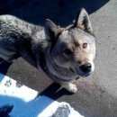 Подробнее об объявлении «Найдена собака в районе вторчермета бегает серая собака Нижний Новгород» Фото: найдена собака  «Найдена собака в районе вторчермета бегает...» в г. Нижний Новгород