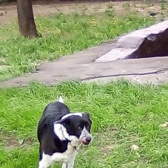 Подробнее об объявлении «Найдена собака, лосиноостровский Москва» Фото: найдена собака  «Найдена собака, лосиноостровский Москва» в г. Москва