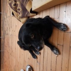 Подробнее об объявлении «Найдена собака кобель черный Чебоксары» Фото: найдена собака  «Найдена собака кобель черный Чебоксары» в г. Чебоксары