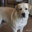 Подробнее об объявлении «Найдена собака кобель собака ждёт хозяина Нижний Новгород» Фото: найдена собака  «Найдена собака кобель собака ждёт хозяина...» в г. Нижний Новгород