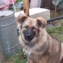 Подробнее об объявлении «Старая Купавна Найдена собака кобель» Фото: найдена собака  «Старая Купавна Найдена собака кобель» в г. Старая Купавна