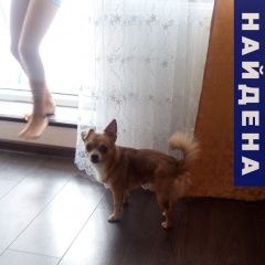 Подробнее об объявлении «Дмитров Найдена собака кобель рыжий чижка» Фото: найдена собака Чихуахуа «Дмитров Найдена собака кобель рыжий чижка» в г. Дмитров