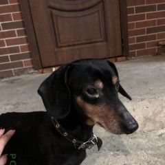 Подробнее об объявлении «Найдена собака кобель такса Краснодар» Фото: найдена собака Такса «Найдена собака кобель такса Краснодар» в г. Краснодар