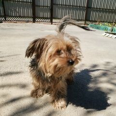 Подробнее об объявлении «Найдена собака девочка йорк Сальск» Фото: найдена собака Йоркширский терьер «Найдена собака девочка йорк Сальск» в г. Сальск