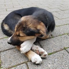 Подробнее об объявлении «Сочи Найдена собака» Фото: найдена собака  «Сочи Найдена собака» в г. Сочи