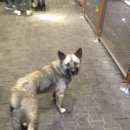 Подробнее об объявлении «Найдена собака кобель собакен не на руках) Смоленск» Фото: найдена собака  «Найдена собака кобель собакен не на руках)...» в г. Смоленск