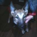 Подробнее об объявлении «Новоуральск Найдена собака» Фото: найдена собака  «Новоуральск Найдена собака» в г. Новоуральск