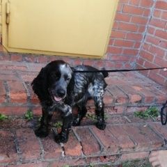 Подробнее об объявлении «Найдена собака кобель спаниель авсюнино, мисцево Орехово-Зуево» Фото: найдена собака Русский охотничий спаниель «Найдена собака кобель спаниель авсюнино,...» в г. Орехово-Зуево