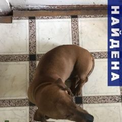 Подробнее об объявлении «Найдена собака кобель Таганрог» Фото: найдена собака Такса «Найдена собака кобель Таганрог» в г. Таганрог