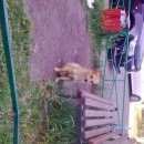 Подробнее об объявлении «Красноярск Найдена собака кобель рыжий домашний песик» Фото: найдена собака  «Красноярск Найдена собака кобель рыжий домашний...» в г. Красноярск