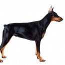 Подробнее об объявлении «Липецк Найдена собака кобель» Фото: найдена собака Доберман «Липецк Найдена собака кобель» в г. Липецк