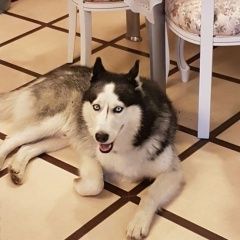 Подробнее об объявлении «Калуга Найдена собака кобель» Фото: найдена собака Сибирская хаски «Калуга Найдена собака кобель» в г. Калуга