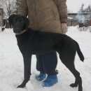 Подробнее об объявлении «Бор Найдена собака» Фото: найдена собака Курцхаар «Бор Найдена собака» в г. Бор