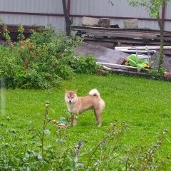 Подробнее об объявлении «Найдена собака кобель сиба мну порода Москва» Фото: найдена собака  «Найдена собака кобель сиба мну порода Москва» в г. Москва