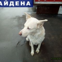 Подробнее об объявлении «Найдена собака замечено безнадзорное животное Москва» Фото: найдена собака  «Найдена собака замечено безнадзорное животное...» в г. Москва