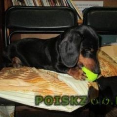 Подробнее об объявлении «Ростов-на-Дону Найдена собака кобель такса» Фото: найдена собака Такса «Ростов-на-Дону Найдена собака кобель такса» в г. Ростов-на-Дону