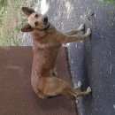 Подробнее об объявлении «Белгород Найдена собака» Фото: найдена собака  «Белгород Найдена собака» в г. Белгород