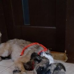 Подробнее об объявлении «Найдена собака на съезде с новорижского шоссе Москва» Фото: найдена собака  «Найдена собака на съезде с новорижского шоссе...» в г. Москва