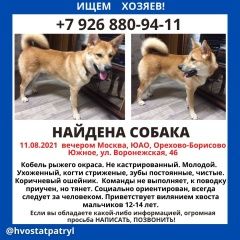 Подробнее об объявлении «Найдена собака кобель Москва» Фото: найдена собака  «Найдена собака кобель Москва» в г. Москва