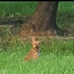 Подробнее об объявлении «Найдена собака кобель м.отрадное кабель чихуахуа Москва» Фото: найдена собака Чихуахуа «Найдена собака кобель м.отрадное кабель...» в г. Москва