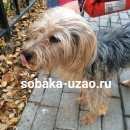 Подробнее об объявлении «Щербинка Найдена собака кобель бутово» Фото: найдена собака  «Щербинка Найдена собака кобель бутово» в г. Щербинка