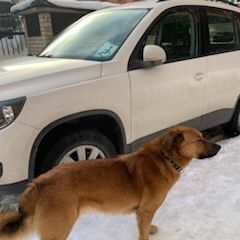 Подробнее об объявлении «Найдена собака кобель с ошейником Мытищи» Фото: найдена собака  «Найдена собака кобель с ошейником Мытищи» в г. Мытищи