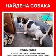 Подробнее об объявлении «Мошково Найдена собака кобель ищем хозяев» Фото: найдена собака  «Мошково Найдена собака кобель ищем хозяев» в г. Мошково