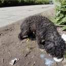 Подробнее об объявлении «Найдена собака Нижний Новгород» Фото: найдена собака  «Найдена собака Нижний Новгород» в г. Нижний Новгород