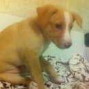 Подробнее об объявлении «Москва Найдена собака кобель» Фото: найдена собака  «Москва Найдена собака кобель» в г. Москва