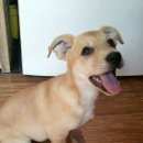 Подробнее об объявлении «Ростов-на-Дону Найдена собака щенок, рыжая девочка. г.» Фото: найдена собака  «Ростов-на-Дону Найдена собака щенок, рыжая...» в г. Ростов-на-Дону