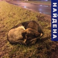 Подробнее об объявлении «Найдена собака рыжеватый подросток.метис лайки Москва» Фото: найдена собака  «Найдена собака рыжеватый подросток.метис лайки...» в г. Москва