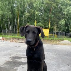 Подробнее об объявлении «Найдена собака кобель, шла в ливень вдоль доро Москва» Фото: найдена собака  «Найдена собака кобель, шла в ливень вдоль доро...» в г. Москва