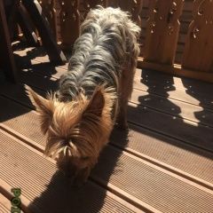 Подробнее об объявлении «Найдена собака кобель Аксай (Ростовская обл.)» Фото: найдена собака  «Найдена собака кобель Аксай (Ростовская обл.)» в г. Аксай (Ростовская обл.)