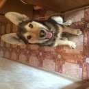 Подробнее об объявлении «Красноярск Найдена собака кобель» Фото: найдена собака Немецкая овчарка «Красноярск Найдена собака кобель» в г. Красноярск