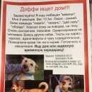 Подробнее об объявлении «Москва Найдена собака девочка дэффи ищет дом» Фото: найдена собака  «Москва Найдена собака девочка дэффи ищет дом» в г. Москва