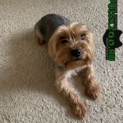 Подробнее об объявлении «Найдена собака кобель Реутов» Фото: найдена собака  «Найдена собака кобель Реутов» в г. Реутов