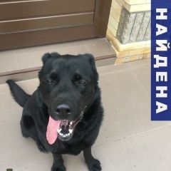 Подробнее об объявлении «Найдена собака кобель лабрадор Ростов-на-Дону» Фото: найдена собака Лабрадор ретривер «Найдена собака кобель лабрадор Ростов-на-Дону» в г. Ростов-на-Дону