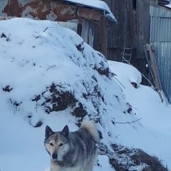 Подробнее об объявлении «Найдена собака кобель замечена охотничья собака лайка кобель. Белоярский (Свердловская обл.)» Фото: найдена собака Западно-сибирская лайка «Найдена собака кобель замечена охотничья собака...» в г. Белоярский (Свердловская обл.)