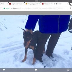 Подробнее об объявлении «Колпино Найдена собака» Фото: найдена собака Цвергшнауцер «Колпино Найдена собака» в г. Колпино