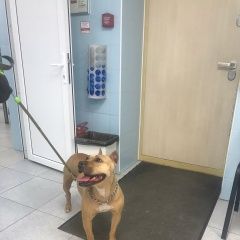 Подробнее об объявлении «Найдена собака амстафф или питбуль Одинцово» Фото: найдена собака Американский стаффордширский терьер «Найдена собака амстафф или питбуль Одинцово» в г. Одинцово