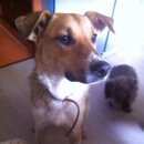 Подробнее об объявлении «Москва Найдена собака кобель помогите» Фото: найдена собака  «Москва Найдена собака кобель помогите» в г. Москва