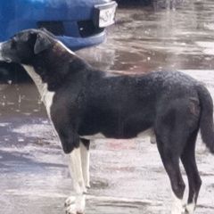 Подробнее об объявлении «Найдена собака кобель чёрно-белый кобель с висячими ушами Москва» Фото: найдена собака  «Найдена собака кобель чёрно-белый кобель с...» в г. Москва